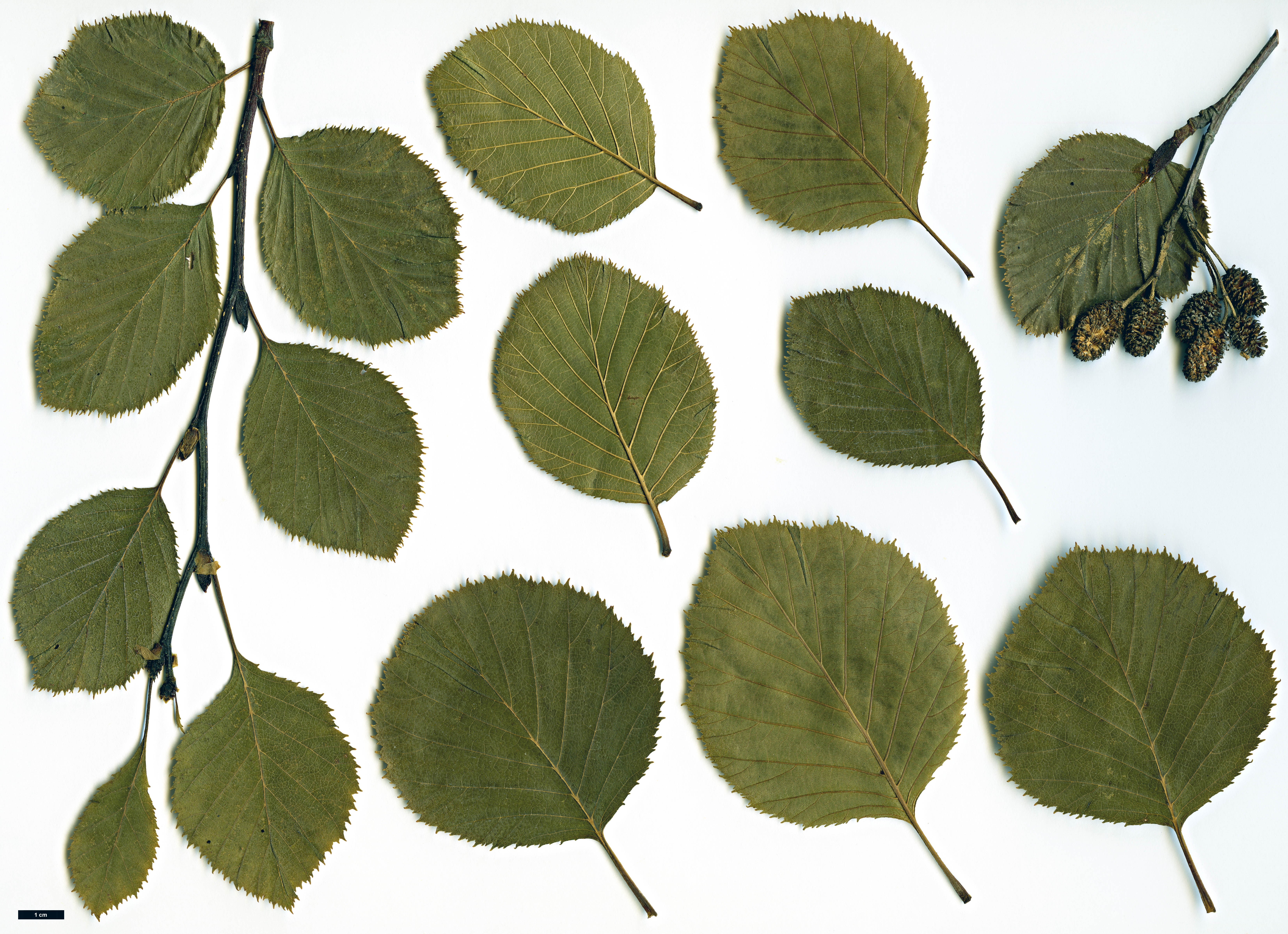 High resolution image: Family: Betulaceae - Genus: Alnus - Taxon: alnobetula - SpeciesSub: subsp. suaveolens